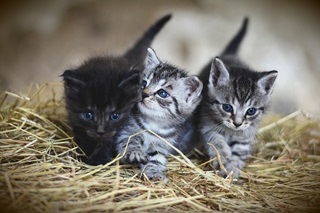 Festa nazionale del gatto